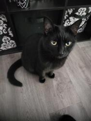 Lost Male Cat last seen Roswell road , Crest apmts, Silvercreek apmts., Marietta, GA 30068