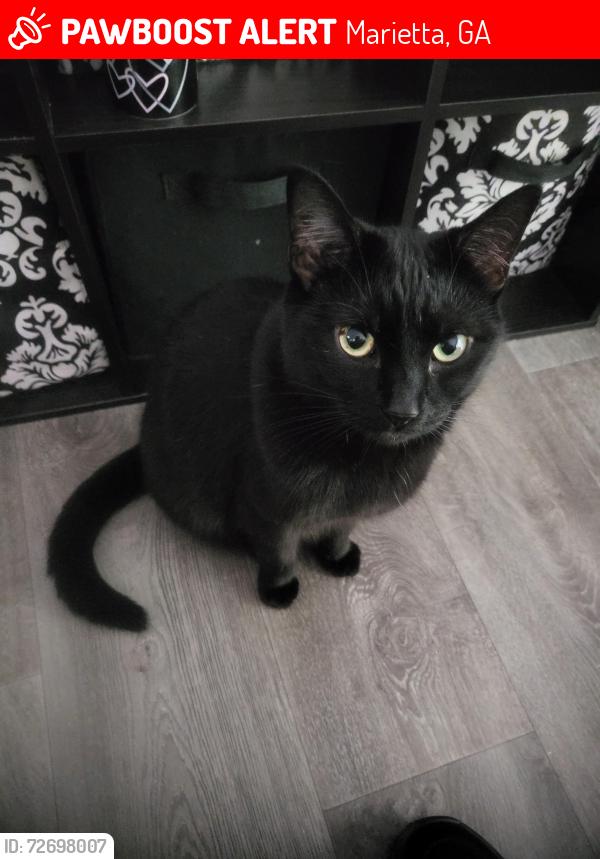 Lost Male Cat last seen Roswell road , Crest apmts, Silvercreek apmts., Marietta, GA 30068