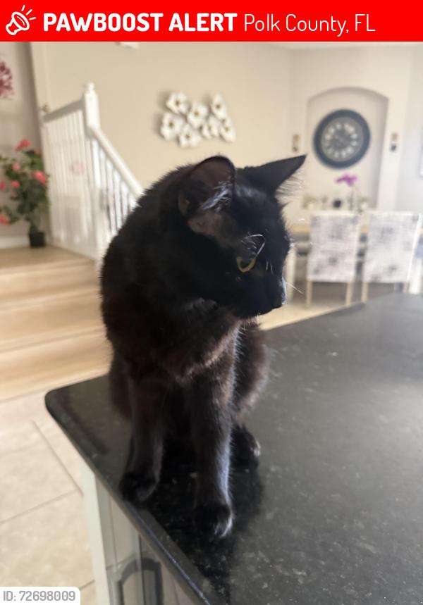 Lost Male Cat last seen Soltera Resort, Polk County, FL 33837
