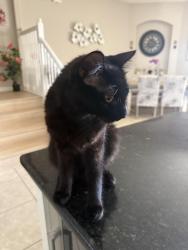 Lost Male Cat last seen Soltera Resort, Polk County, FL 33837