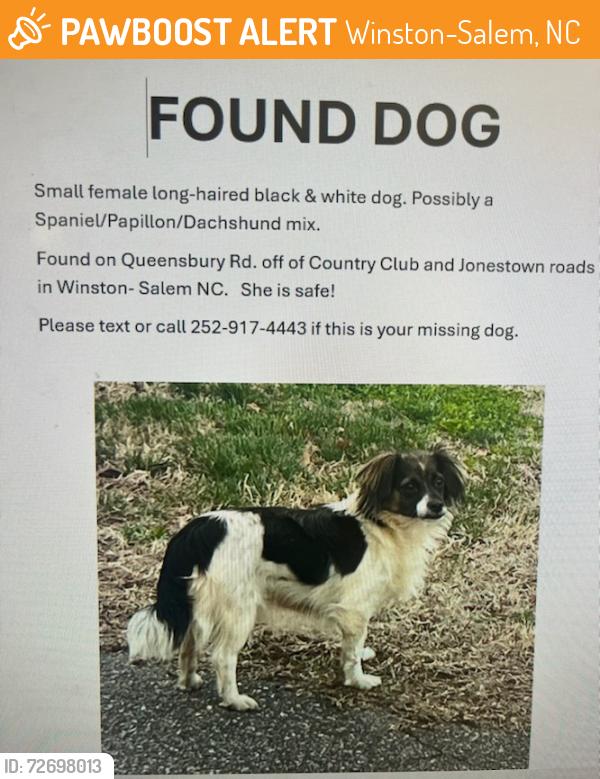 Found/Stray Female Dog last seen Queensbury rd across from Mockstire , Winston-Salem, NC 27104