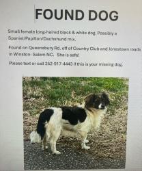 Found/Stray Female Dog last seen Queensbury rd across from Mockstire , Winston-Salem, NC 27104