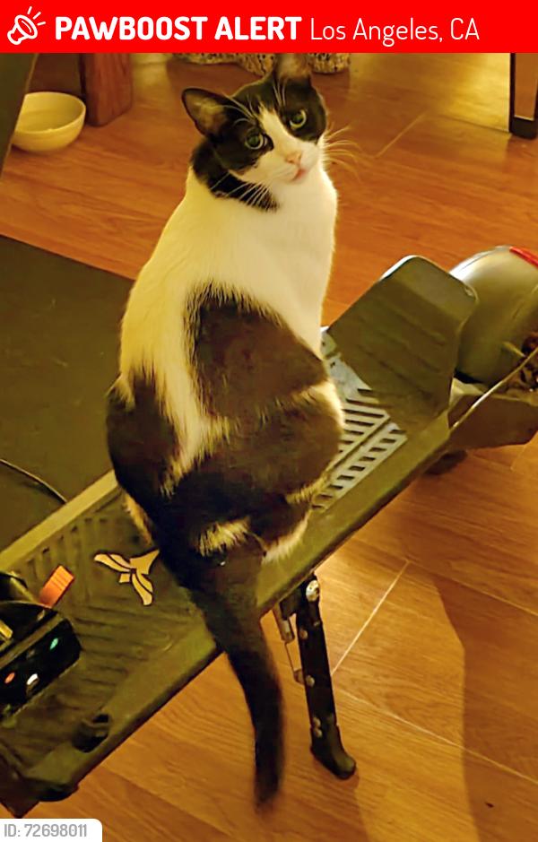 Lost Male Cat last seen Califa street  , Los Angeles, CA 91367
