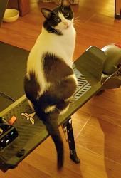 Lost Male Cat last seen Califa street  , Los Angeles, CA 91367