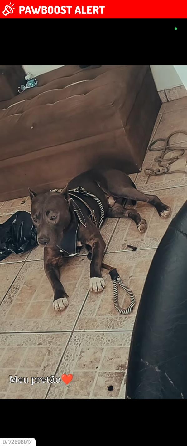 Lost Male Dog last seen Rua Antônio panutto 115 jardim Florence 2 , Jardim Florence, SP 13059-055