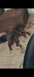 Lost Male Dog last seen Rua Antônio panutto 115 jardim Florence 2 , Jardim Florence, SP 13059-055
