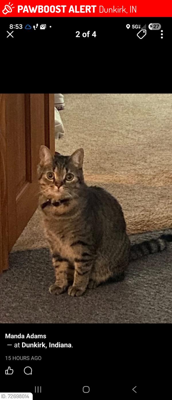 Lost Female Cat last seen S Franklin st Dunkirk ind, Dunkirk, IN 47336