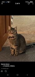 Lost Female Cat last seen S Franklin st Dunkirk ind, Dunkirk, IN 47336