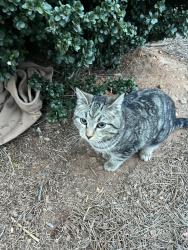 Found/Stray Unknown Cat last seen Legacy Haywood apmts, Greenville, SC 29607