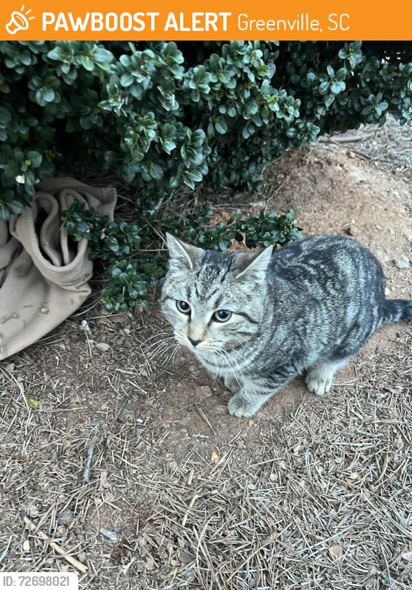 Found/Stray Unknown Cat last seen Legacy Haywood apmts, Greenville, SC 29607