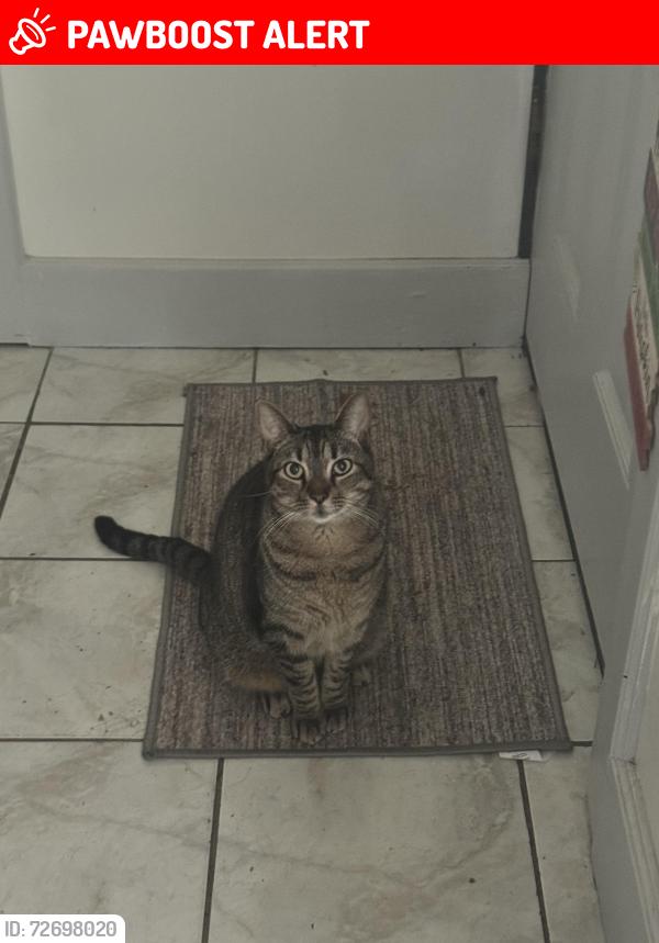 Lost Male Cat last seen Brookpark rec , Middleburg Heights, OH 44130