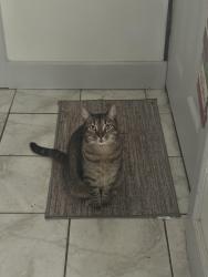 Lost Male Cat last seen Brookpark rec , Middleburg Heights, OH 44130