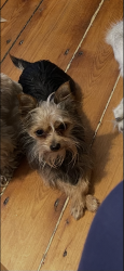 Lost Female Dog last seen Perkins st or Clinton Ave near abandoned school on Grand Ave , New Haven, CT 06513