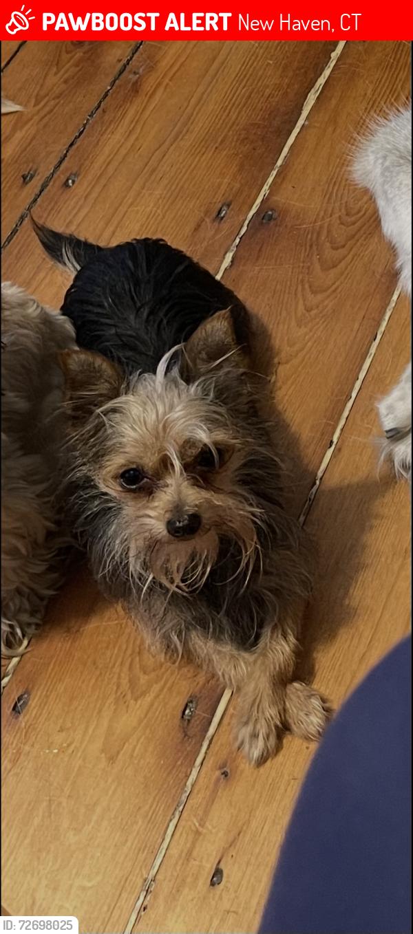 Lost Female Dog last seen Perkins st or Clinton Ave near abandoned school on Grand Ave , New Haven, CT 06513