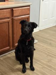 Lost Male Dog last seen Lejeune, Hialeah, FL 33010