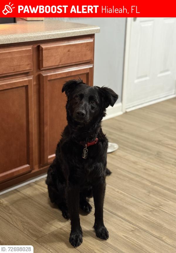 Lost Male Dog last seen Lejeune, Hialeah, FL 33010