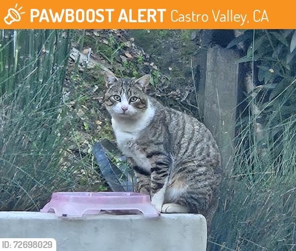 Found/Stray Unknown Cat last seen Norris canyon & crow Canyon rd, Castro Valley, CA 94552