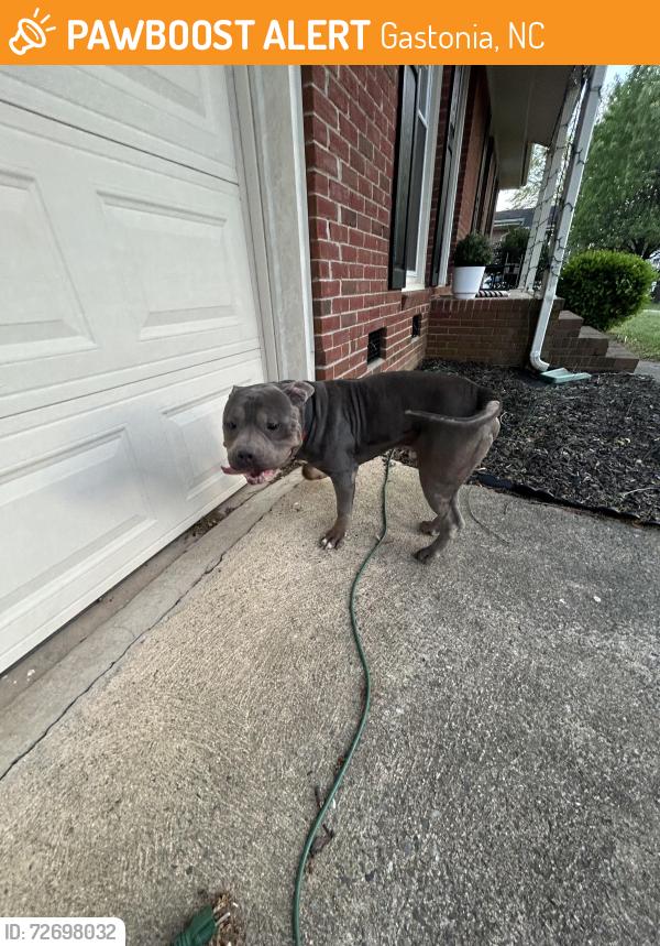 Found/Stray Unknown Dog last seen Efird st, Gastonia, NC 28054