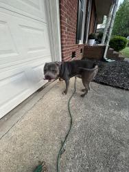 Found/Stray Unknown Dog last seen Efird st, Gastonia, NC 28054