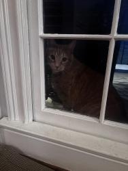 Found/Stray Unknown Cat last seen Oak Road & Highpoint, Lilburn, GA 30047