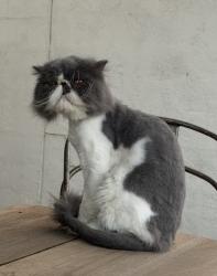 Lost Male Cat last seen 67th and Utopia, Glendale, AZ 85308