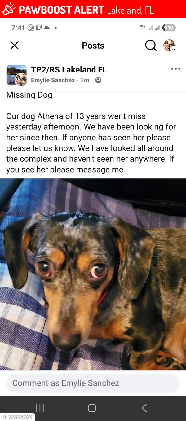 Lost Female Dog last seen Medulla and white ibis, Lakeland, FL 33811