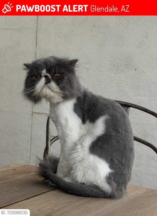 Lost Male Cat last seen 67th and Utopia, Glendale, AZ 85308