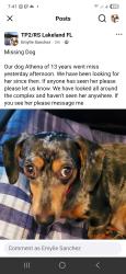 Lost Female Dog last seen Medulla and white ibis, Lakeland, FL 33811