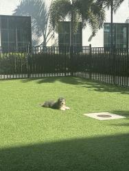 Lost Female Dog last seen 1st ave st, Lake Worth Beach, FL 33460