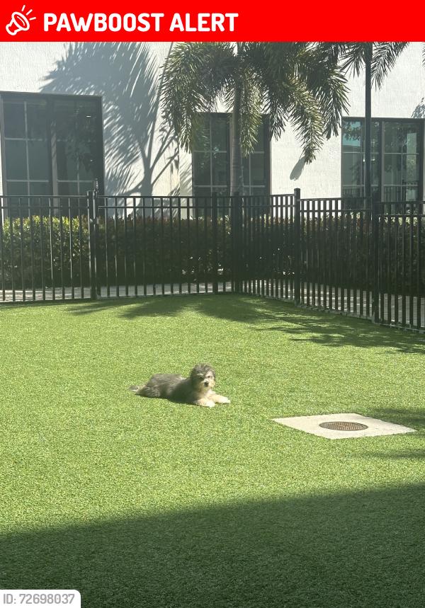 Lost Female Dog last seen 1st ave st, Lake Worth Beach, FL 33460