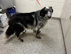 Shelter Stray Male Dog last seen CUT OFF RD-1 WEEK, Murfreesboro, TN 37129