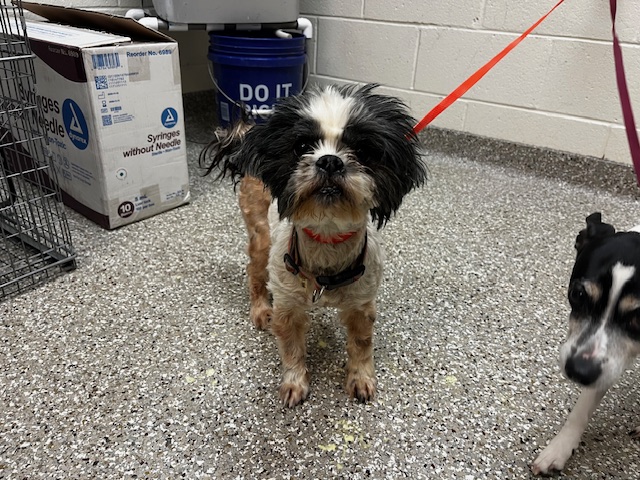Shelter Stray Female Dog last seen CUT OFF RD-1 WEEK, 285 John R Rice Blvd, Murfreesboro, TN 37129, USA