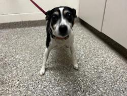 Shelter Stray Female Dog last seen CUT OFF RD-1 WEEK, Murfreesboro, TN 37129