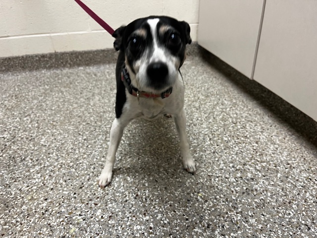 Shelter Stray Female Dog last seen CUT OFF RD-1 WEEK, Murfreesboro, TN 37129