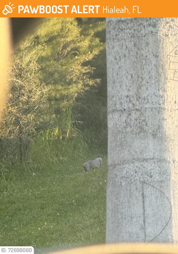 Found/Stray Unknown Dog last seen Hialeah gardens , Hialeah, FL 33018