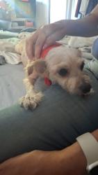 Lost Female Dog last seen Old Kings Rd/ Powers Ave, Jacksonville, FL 32217
