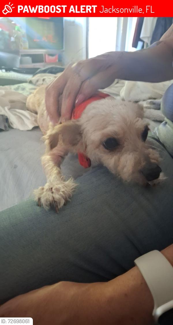 Lost Female Dog last seen Old Kings Rd/ Powers Ave, Jacksonville, FL 32217