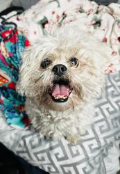 Found/Stray Male Dog last seen Regent park  Elizabeth street , , Lansing, MI 48912