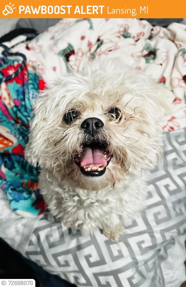 Found/Stray Male Dog last seen Regent park  Elizabeth street , , Lansing, MI 48912