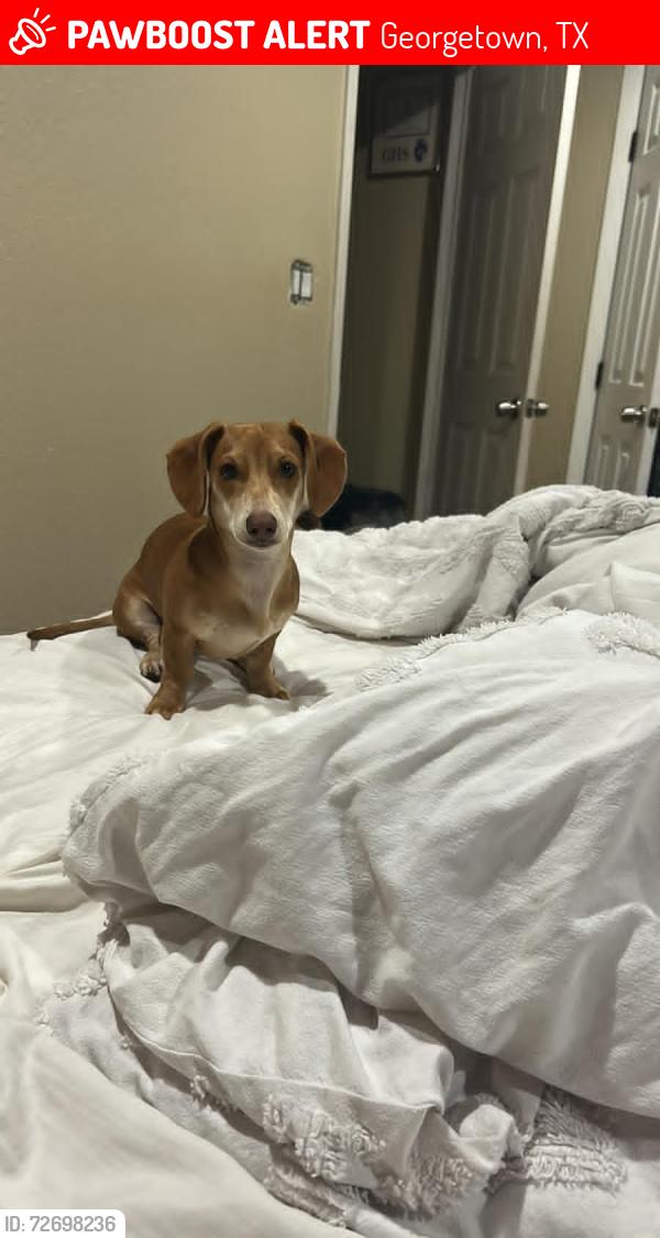 Lost Female Dog last seen White rock blvd, Georgetown, TX 78626