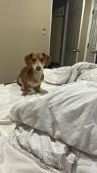 Lost Female Dog last seen White rock blvd, Georgetown, TX 78626