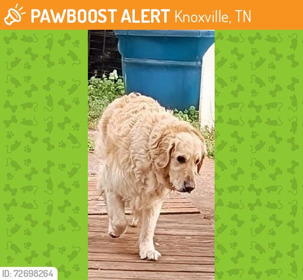 Found/Stray Unknown Dog last seen South Knox by gay street a few streets over , Knoxville, TN 37920
