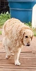 Found/Stray Unknown Dog last seen South Knox by gay street a few streets over , Knoxville, TN 37920