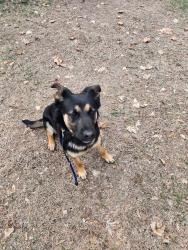 Found/Stray Female Dog last seen Commerce and Keith roads, West Bloomfield Township, MI 48324