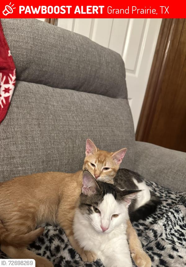 Lost Male Cat last seen Pearwood court and Meadow Lane , Grand Prairie, TX 75050