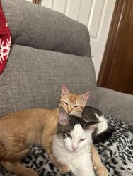 Lost Male Cat last seen Pearwood court and Meadow Lane , Grand Prairie, TX 75050