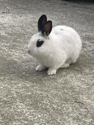 Found/Stray Unknown Rabbit last seen Roxboro rd /Tall tree, Atlanta, GA 30324