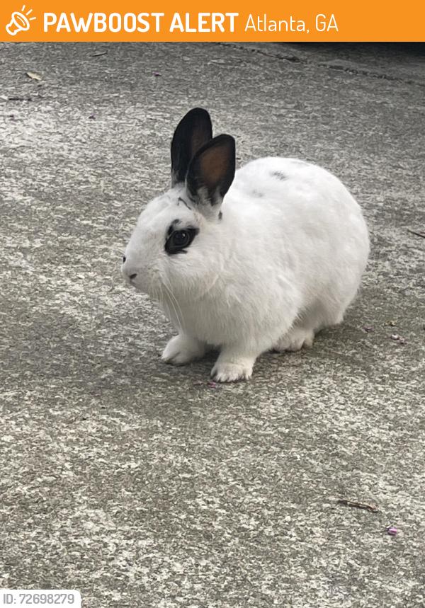 Found/Stray Unknown Rabbit last seen Roxboro rd /Tall tree, Atlanta, GA 30324
