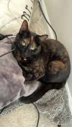 Lost Female Cat last seen Backyard of Kirkham drive headed towards Higgins, Norton, OH 44203