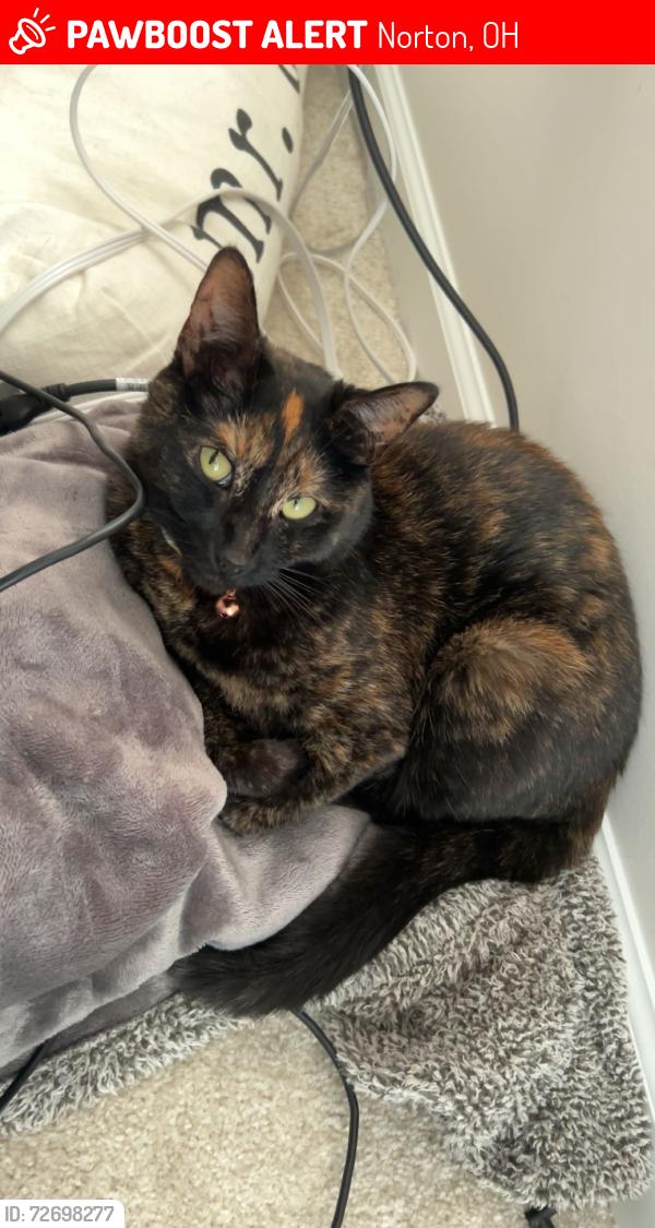 Lost Female Cat last seen Backyard of Kirkham drive headed towards Higgins, Norton, OH 44203